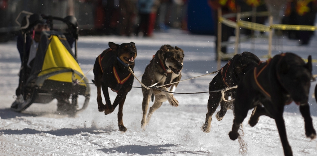 2009-03-14, Competition de traineaux a chiens au Bec-scie (111836).jpg - Au départ